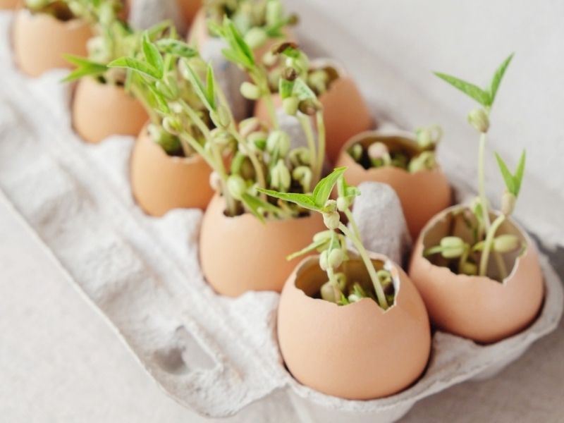Yumurta Kabuğunun Az Bilinen 14 İlginç Kullanım Alanı