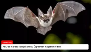 ABD’de Yarasa Isırığı Sonucu Öğretmen Yaşamını Yitirdi