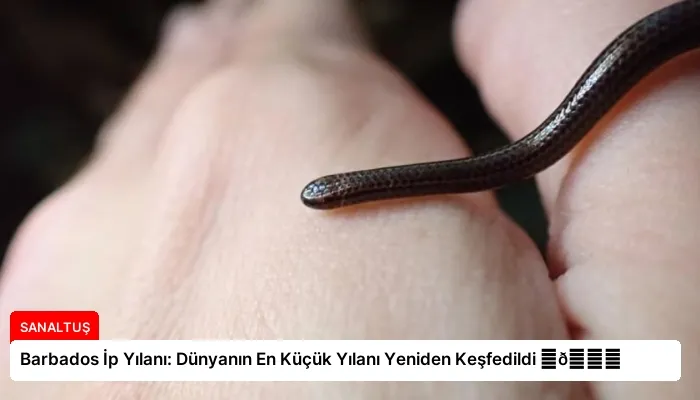 Barbados İp Yılanı: Dünyanın En Küçük Yılanı Yeniden Keşfedildi ⏬👇