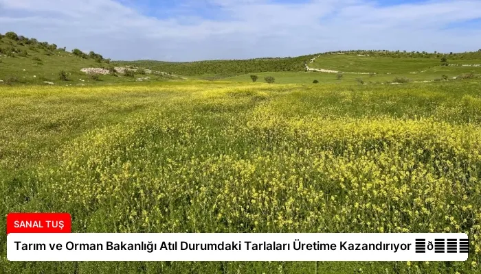 Tarım ve Orman Bakanlığı Atıl Durumdaki Tarlaları Üretime Kazandırıyor ⏬👇