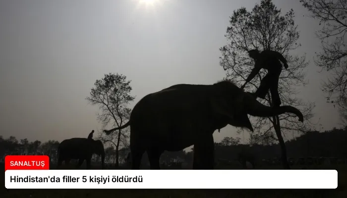 Hindistan’da filler 5 kişiyi öldürdü