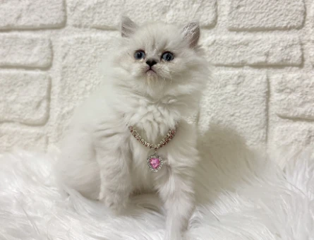 British Shorthair Kedileri Hakkında Merak Edilenler
