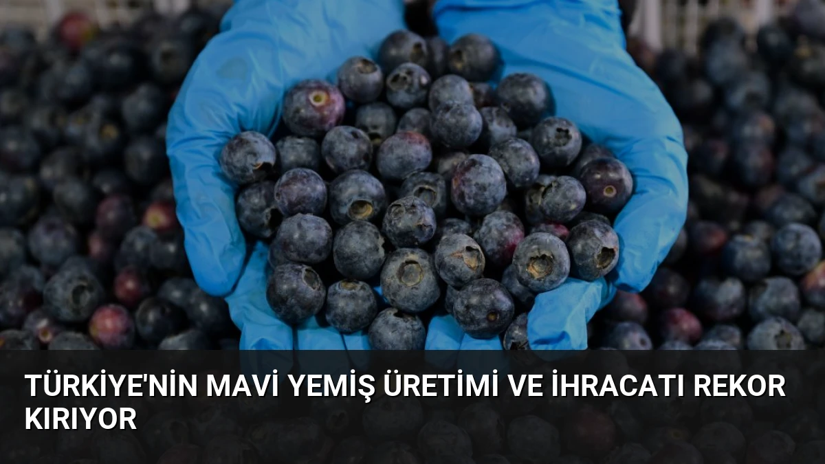 Türkiye’nin Mavi Yemiş Üretimi ve İhracatı Rekor Kırıyor