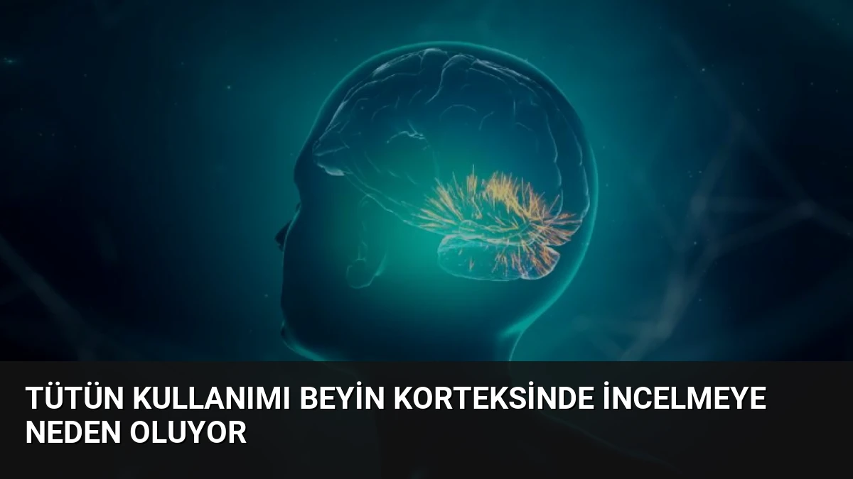 Tütün Kullanımı Beyin Korteksinde İncelmeye Neden Oluyor