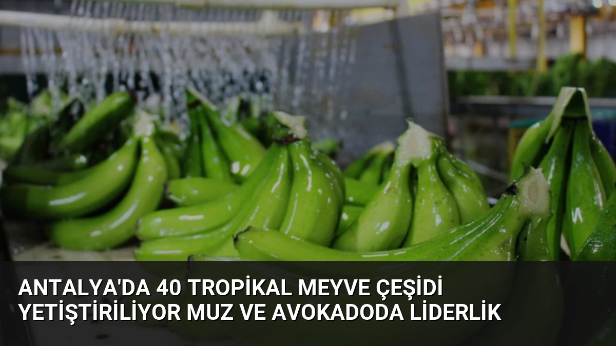 Antalya’da 40 Tropikal Meyve Çeşidi Yetiştiriliyor Muz ve Avokadoda Liderlik