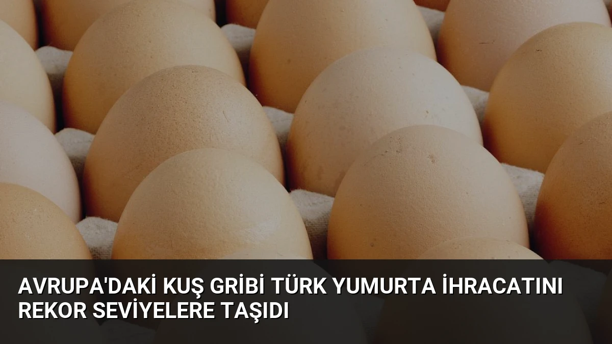 Avrupa’daki Kuş Gribi Türk Yumurta İhracatını Rekor Seviyelere Taşıdı