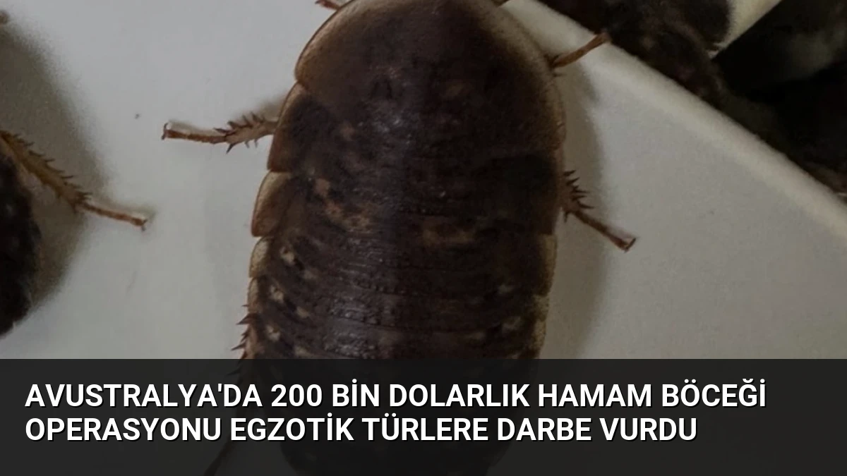 Avustralya’da 200 Bin Dolarlık Hamam Böceği Operasyonu Egzotik Türlere Darbe Vurdu