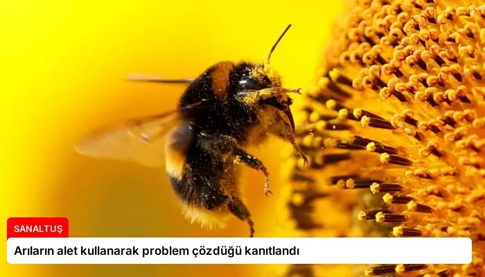 Arıların alet kullanarak problem çözdüğü kanıtlandı