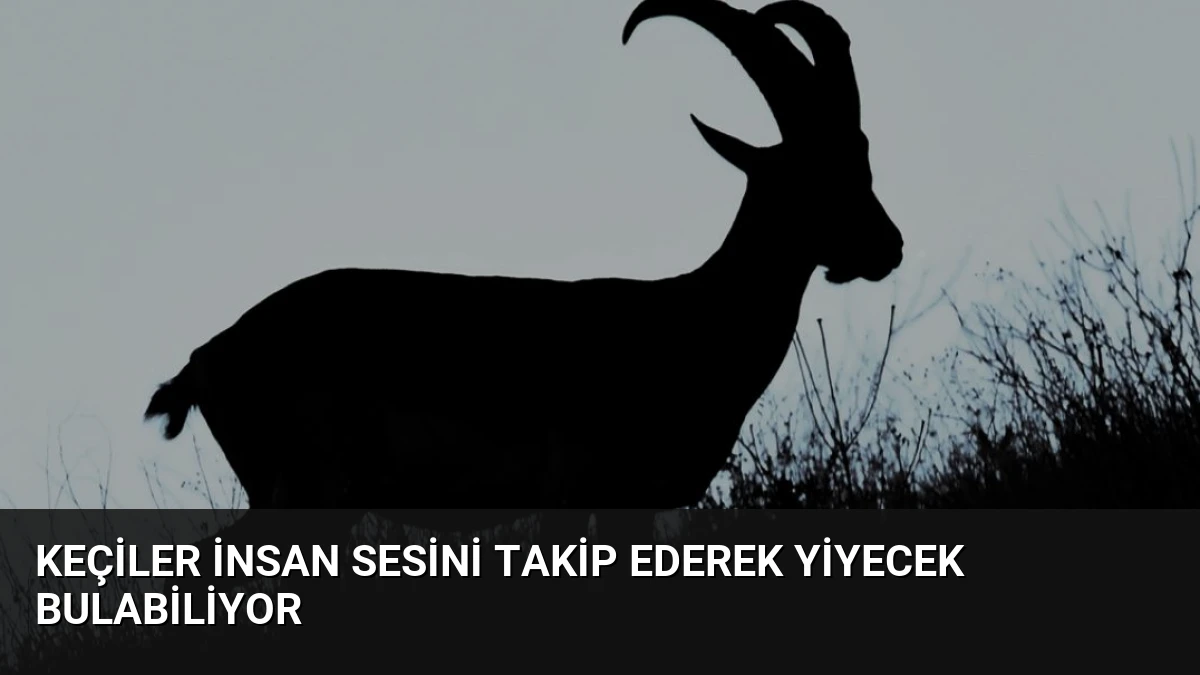 Keçiler İnsan Sesini Takip Ederek Yiyecek Bulabiliyor