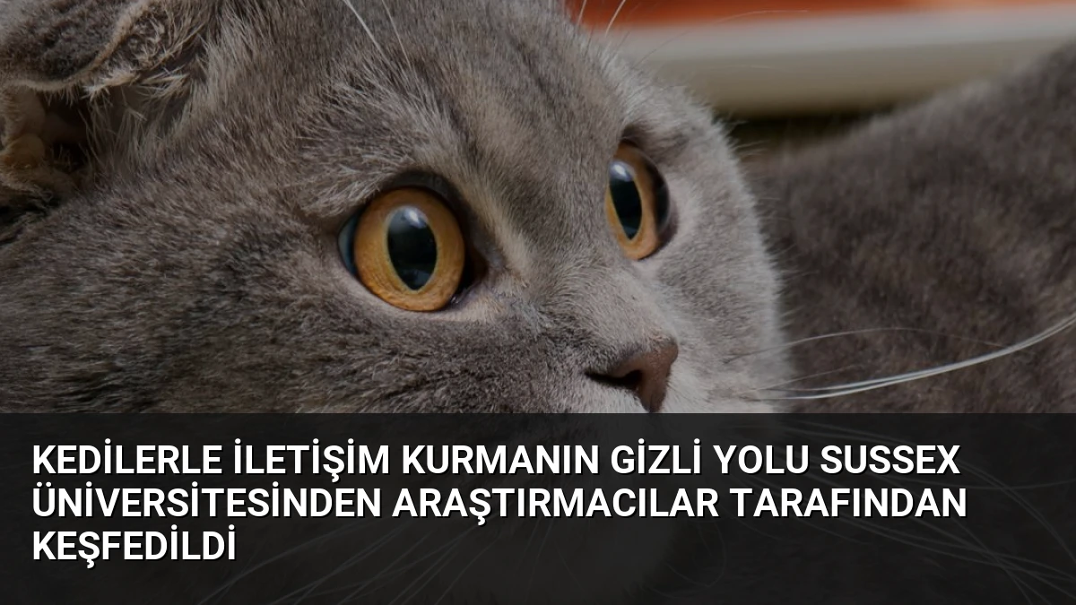 Kedilerle İletişim Kurmanın Gizli Yolu Sussex Üniversitesinden Araştırmacılar Tarafından Keşfedildi