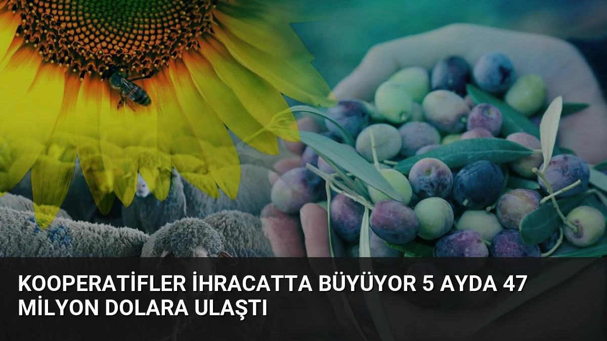 Kooperatifler ihracatta büyüyor 5 ayda 47 milyon dolara ulaştı