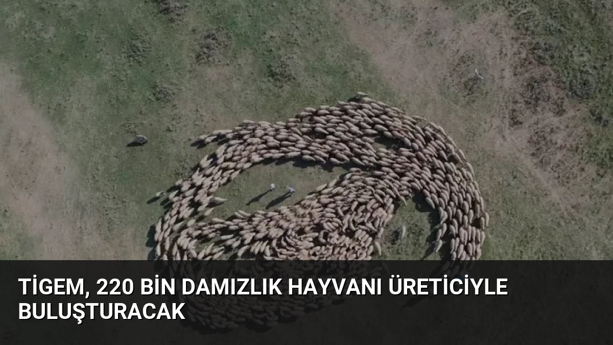TİGEM, 220 bin damızlık hayvanı üreticiyle buluşturacak