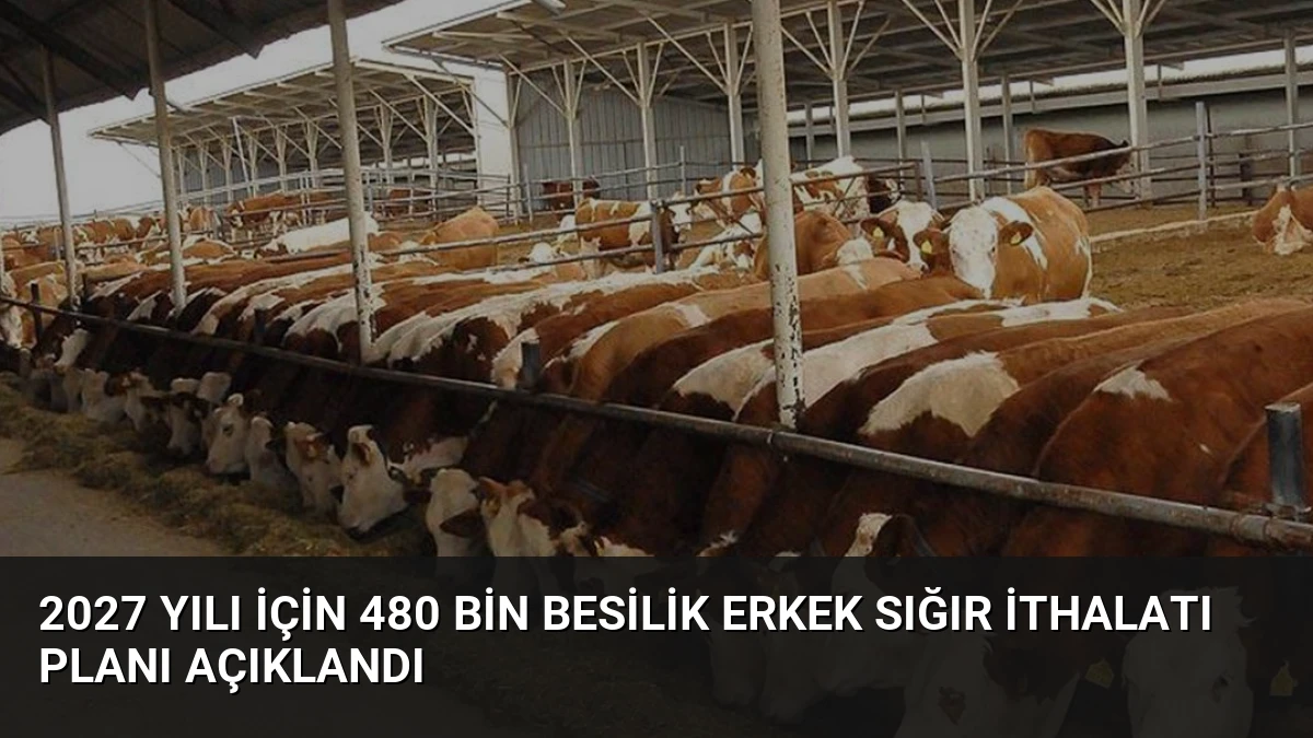 2027 Yılı İçin 480 Bin Besilik Erkek Sığır İthalatı Planı Açıklandı