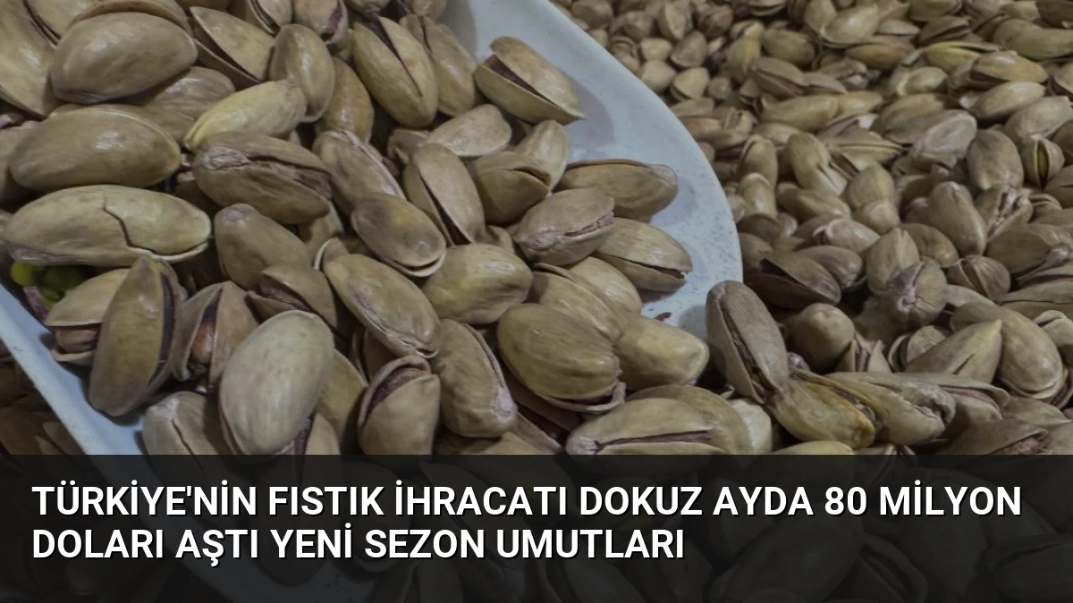 Türkiye’nin Fıstık İhracatı Dokuz Ayda 80 Milyon Doları Aştı Yeni Sezon Umutları